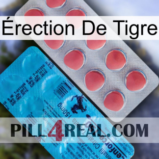 Érection De Tigre new14
